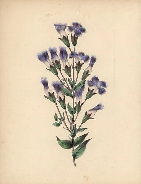 Fringed gentian with blue, lilac and white