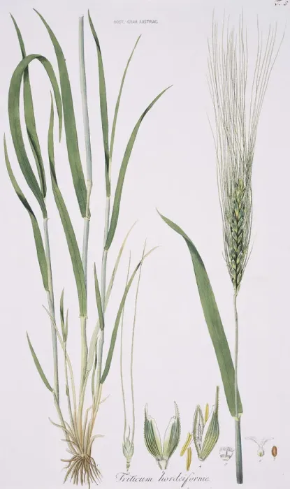 Framed Print : Friticum hordeiforme Wheat Print, Natural History Museum Framed Print : Friticum hordeiforme Wheat Print, Natural History Museum