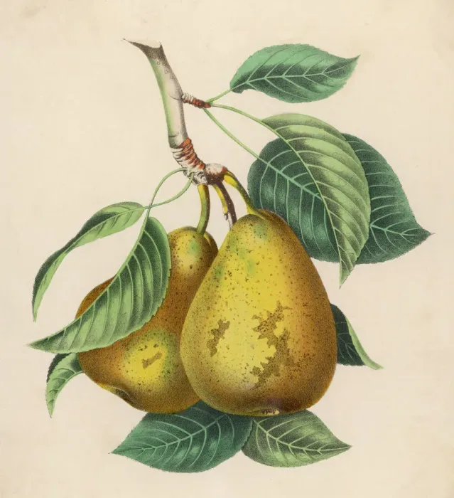 Framed Print : Fruit Print: A Pair of Pears Framed Print : Fruit Print: A Pair of Pears