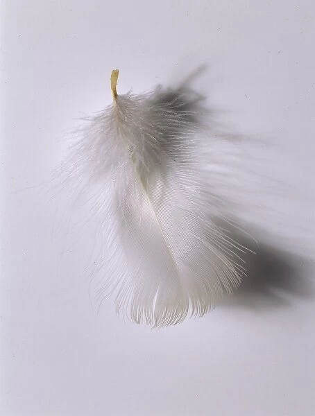 Fulmarus glacialis, northern fulmar feather