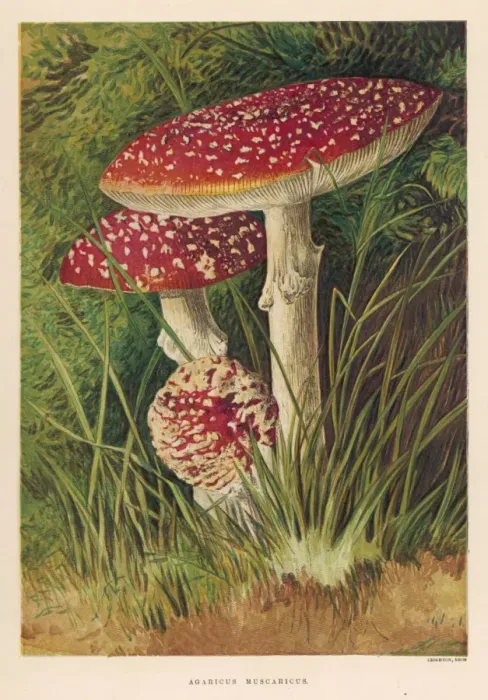 Framed Print : Agaricus Muscarius Print Framed Print : Agaricus Muscarius Print