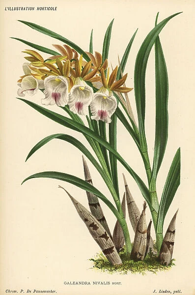 Galeandra nivalis orchid