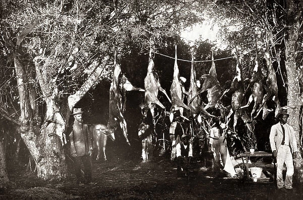 Game hunters with their catch, South Africa, circa 1888
