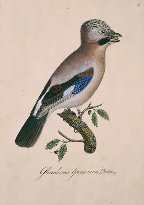 Framed Print : Eurasian Jay Watercolour Print Framed Print : Eurasian Jay Watercolour Print