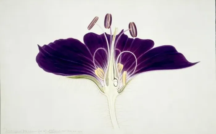 Framed Print : Geranium phaeum Print, 1909 Framed Print : Geranium phaeum Print, 1909