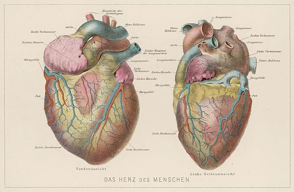 German Heart