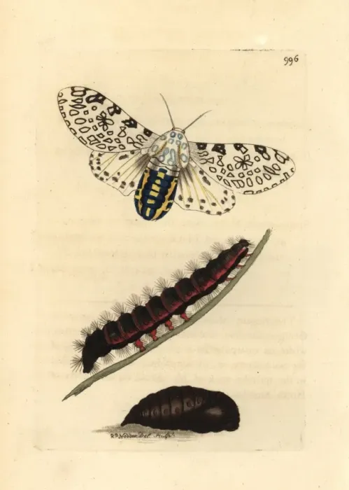 Framed Print : Giant Leopard Moth Print, 1812 Framed Print : Giant Leopard Moth Print, 1812