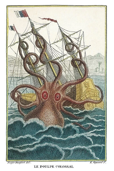 Giant octopus. Plate 26 from Histoire naturelle des Mollusques by Count