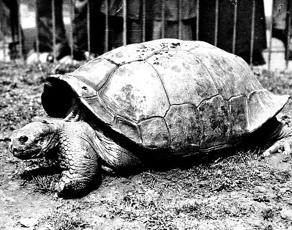 Giant Tortoise at London Zoo, 1936