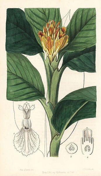 Ginger lily, Alpinia vitellina