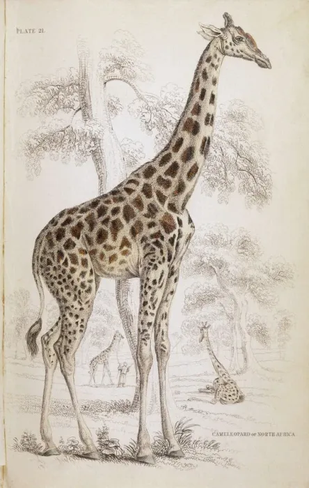 Framed Print : Giraffe Print, 1835 Framed Print : Giraffe Print, 1835
