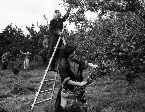 Girls Picking Apples