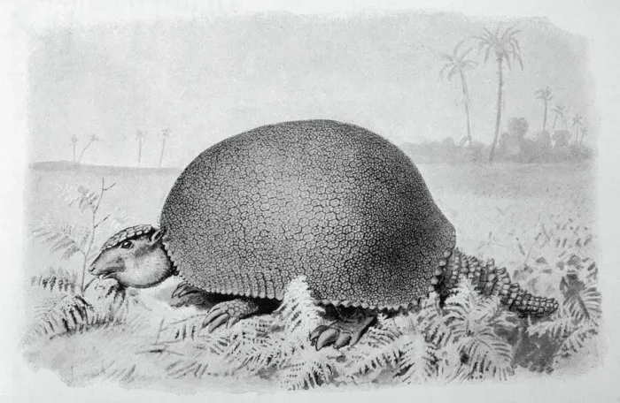 Framed Print : Glyptodon Asper Print: A Large Pleistocene Armadillo Fossil
