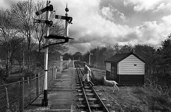 Goat on Bala Lake Railway line, N Wales
