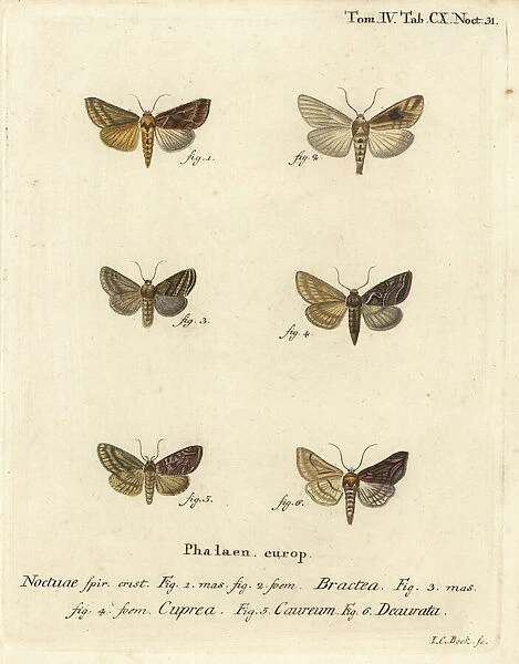 Gold spangle and other moths