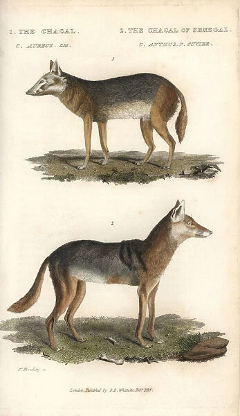 Golden jackal, Canis aureus, and Senegalese
