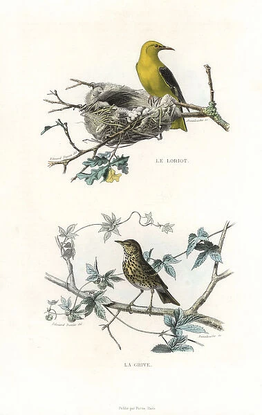Golden oriole and song thrush