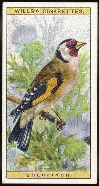 Goldfinch  /  Cig. Card  /  1915