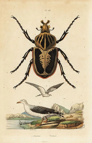 Goliath beetle, Goliathus goliatus 1 and common