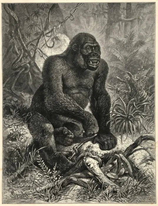 Framed Print : A gorilla in the jungle Print Framed Print : A gorilla in the jungle Print