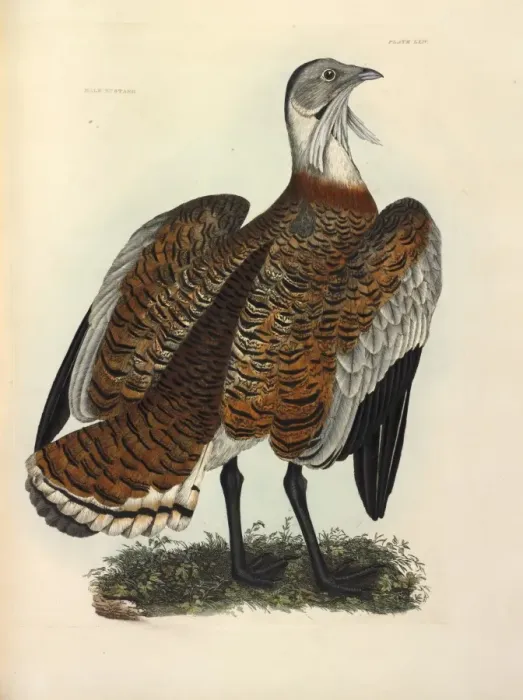 Framed Print : Great Bustard Print