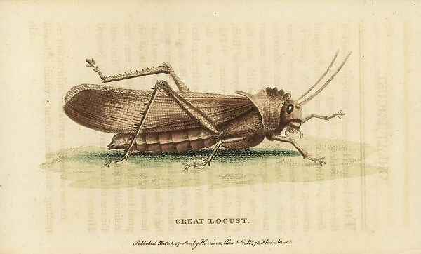 Great locust