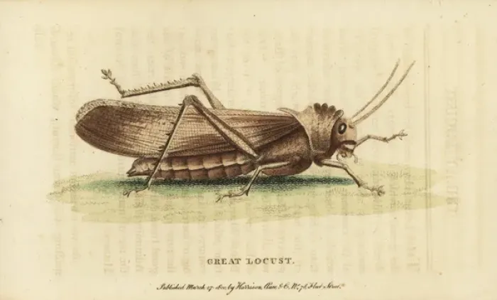 Framed Print : Handcolored copperplate engraving print of a locust Framed Print : Handcolored copperplate engraving print of a locust