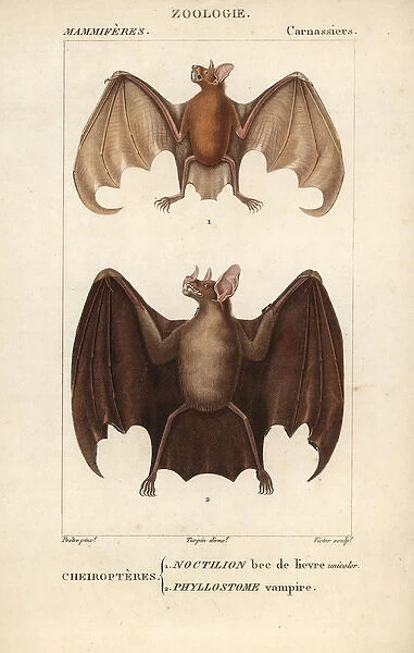 Greater bulldog bat, Noctilio leporinus