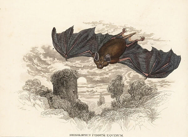 Greater horseshoe bat, Rhinolophus ferrumequinum