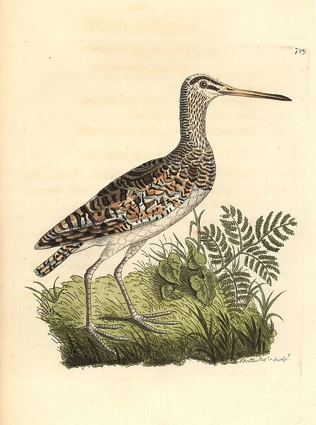 Greater painted-snipe, Rostratula benghalensis