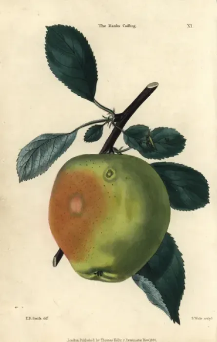 Framed Print : Manx Codlin Apple Print, 1829 Framed Print : Manx Codlin Apple Print, 1829