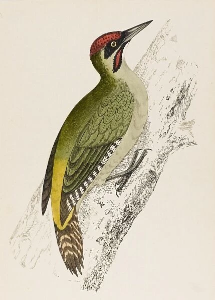 Green Woodpecker (Morris