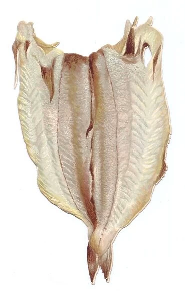 Greetings card in the shape of filleted white fish