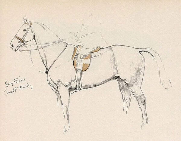 Grey Friar, horse belonging to Mr Gerald Hardy