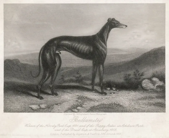 Framed Print : Greyhound Print: Bedlamite Framed Print : Greyhound Print: Bedlamite