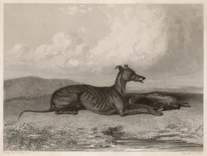 Framed Print : Greyhound & Hare Print