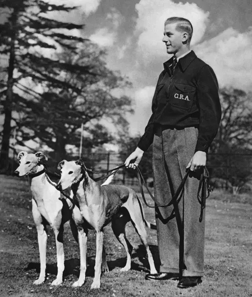 Greyhound Bus How Fast Do Greyhounds Run In A Race Go Greyhound