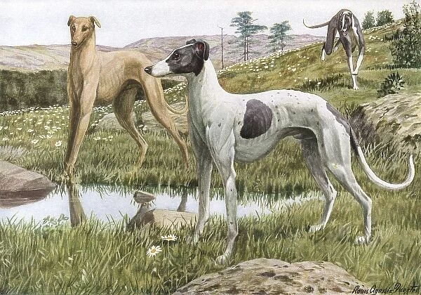 Greyhounds in Country