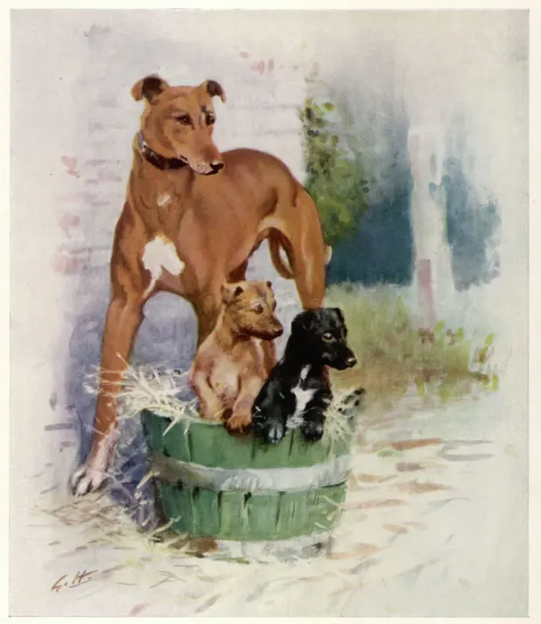 Framed Print : Greyhounds by Gilbert Holiday Print Framed Print : Greyhounds by Gilbert Holiday Print