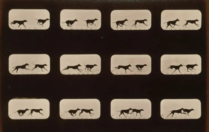 Framed Print : Consecutive Images of Greyhounds in Motion Print, c1881 Framed Print : Consecutive Images of Greyhounds in Motion Print, c1881