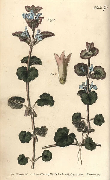 Ground ivy, Glechoma hederacea, Gymnospermia