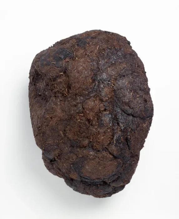 Framed Print : 13,000 Year Old Ground Sloth Coprolite Print Framed Print : 13,000 Year Old Ground Sloth Coprolite Print