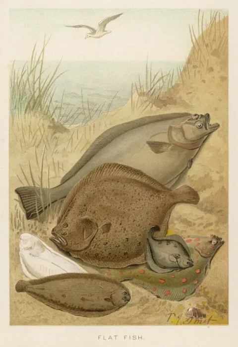 Framed Print : Flat Fish Print: Halibut, Turbot, Flounder and Others Framed Print : Flat Fish Print: Halibut, Turbot, Flounder and Others
