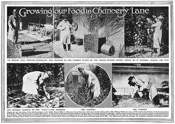 Growing food in Chancery Lane, WW1
