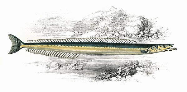 Gymnammodytes cicerelus, or Mediterranean Sand Eel
