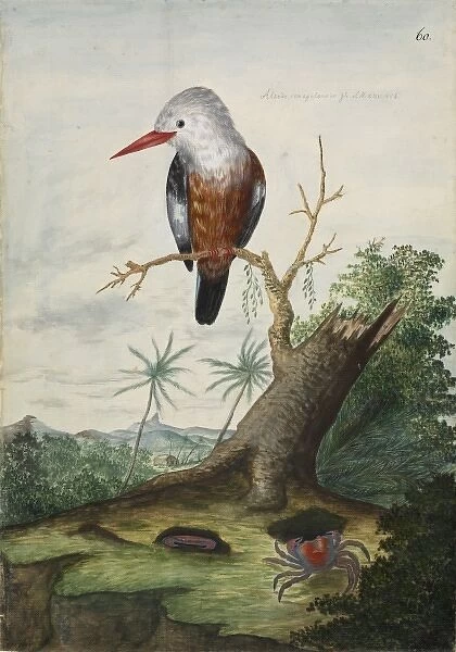 Halcyon leucocephala, grey-headed kingfisher