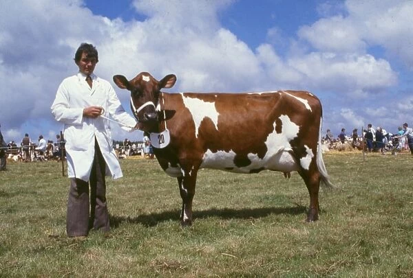 Handler and Ayrshire cow at a county show