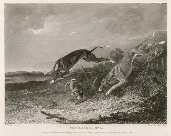 Framed Print : Hare Coursing Print 1835 Framed Print : Hare Coursing Print 1835