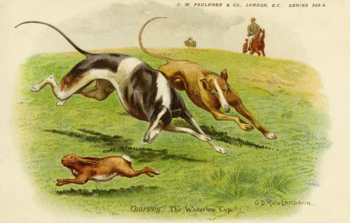 Framed Print : Hare Coursing Print: Waterloo Cup, 1903 Framed Print : Hare Coursing Print: Waterloo Cup, 1903