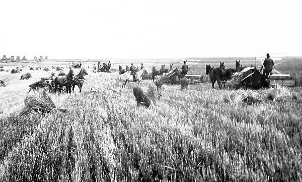 Harvesting on the Prairies, Canada